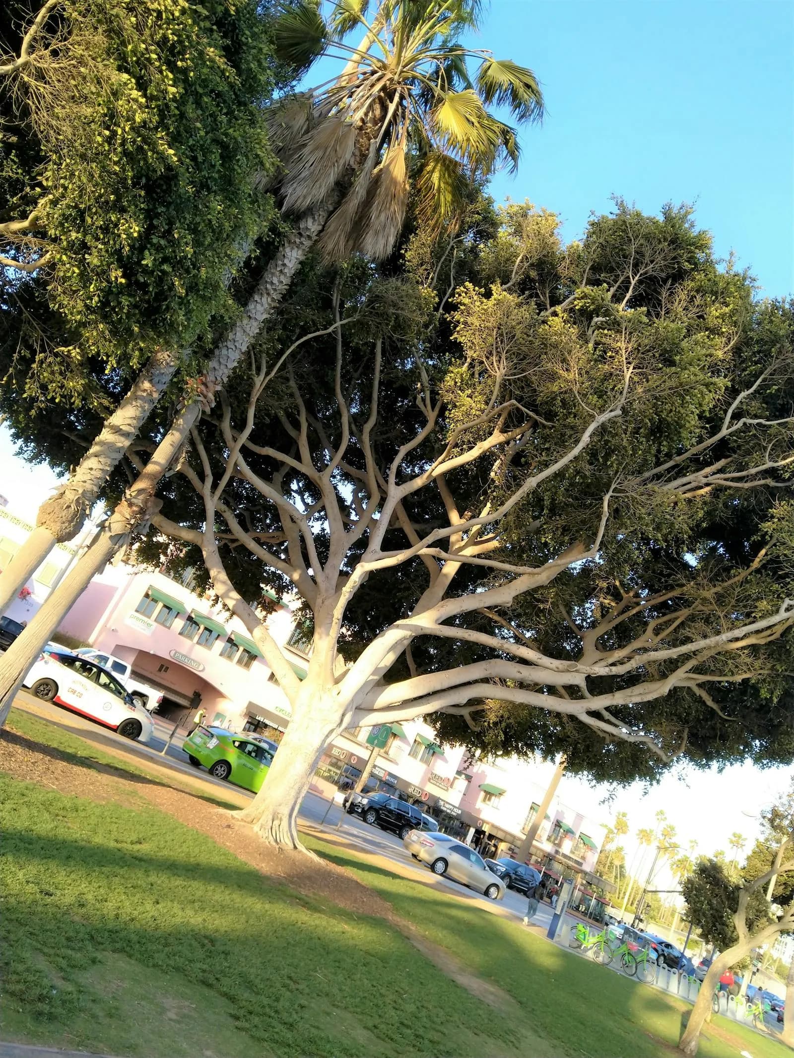 Abdominoplastia: cirugía para estiramiento, reafirmación y redefinición abdominal completa